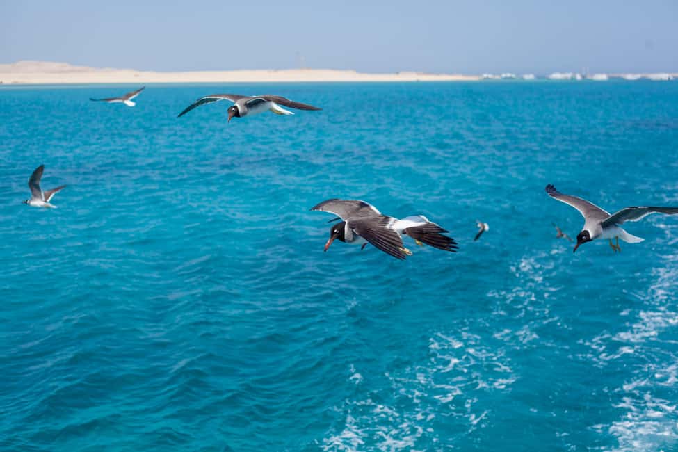 Marsa Alam:Sataya Reefs Dolphin Snorkeling Cruise with Lunch - Who this trip suits best (and who should skip it)