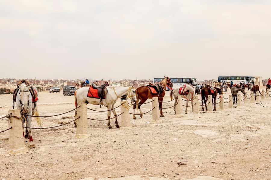 Pyramids of Giza and Great Sphinx: Private Half-Day Tour - Who should book this tour—and who might prefer something else