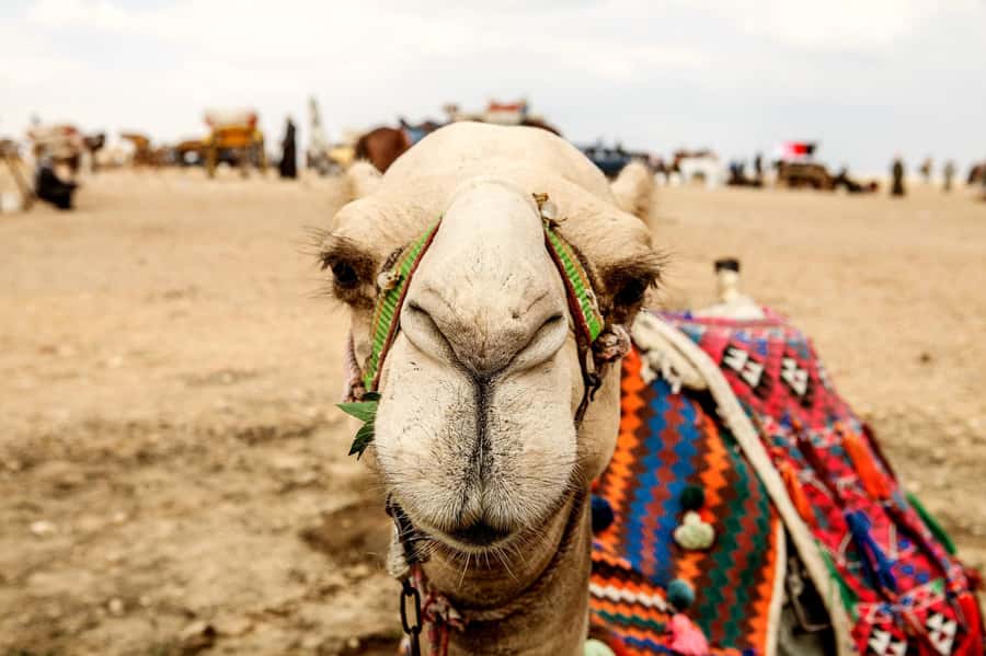 Pyramids of Giza and Great Sphinx: Private Half-Day Tour - Language support and why it matters at Giza