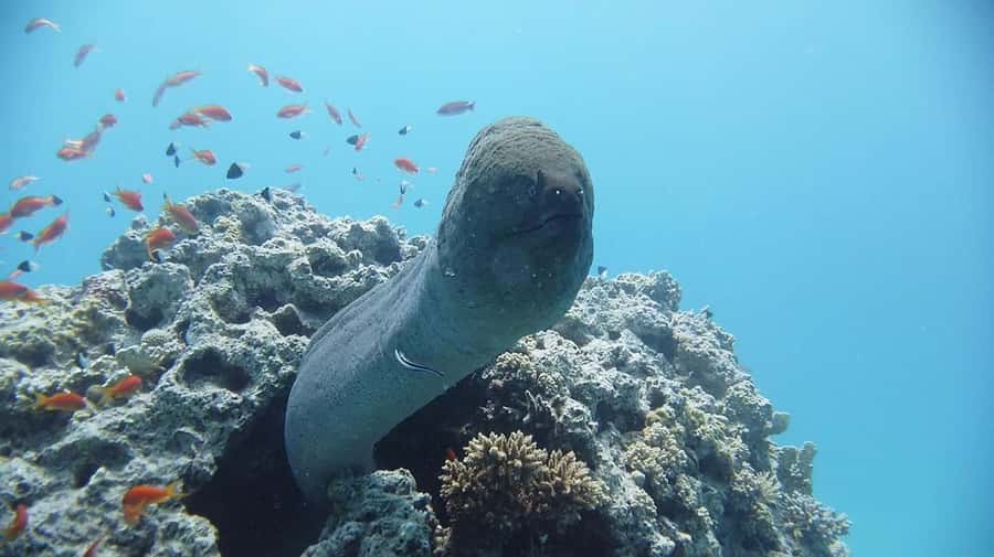 Sharm El Sheikh: Day sail to White island and Ras Mohamed - Who runs the show: guides that make the day feel safe
