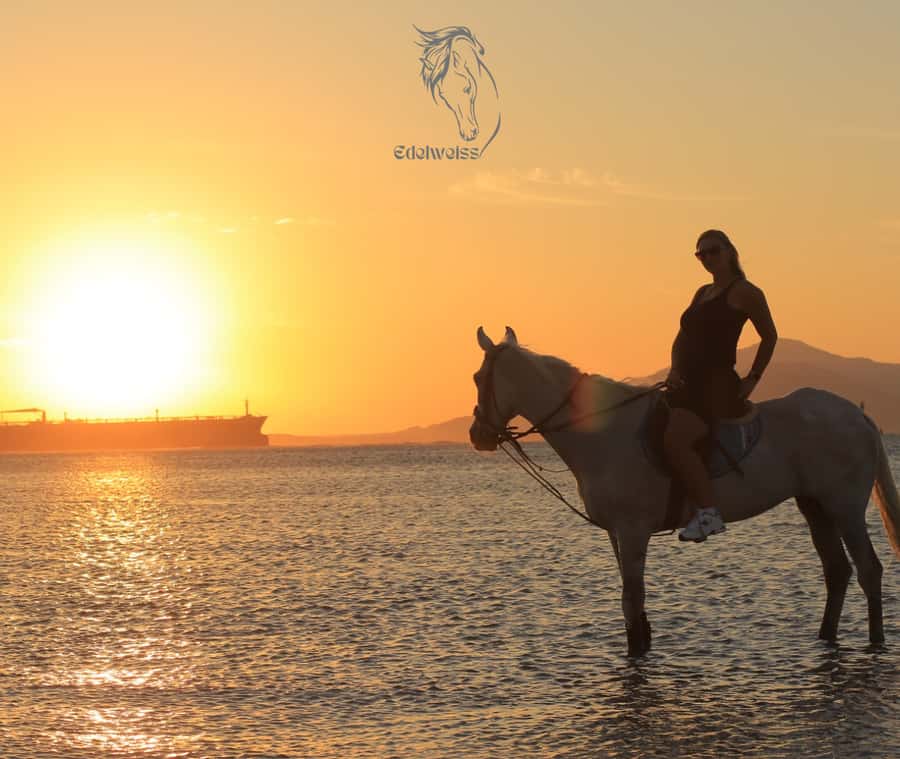 Sharm El Shiekh: Beach and City Desert Horse Riding Tour - From Edelweiss Equestrian Center to Your First Step on the Saddle